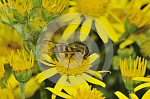 Common Banded Hoverfly