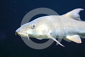 Common barbel