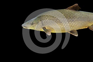 Common barbel, Barbus barbus, is a species of freshwater fish