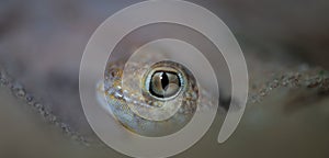 Common Barking Gecko (Ptenopus garrulus) Kalahari, South Africa