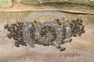 Common Barklouse colony (Cerastipsocus venosus) gathered on a Crepe Myrtle tree branch.