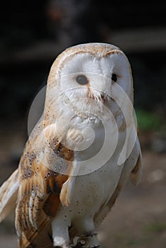 Common Barn Owl