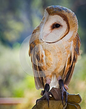 Common Barn Owl