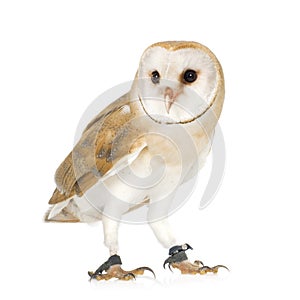 Common Barn Owl (4 mounths)