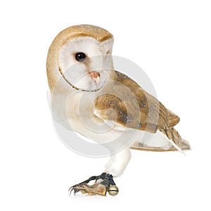 Common Barn Owl (4 mounths)