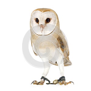 Common Barn Owl (4 mounths)