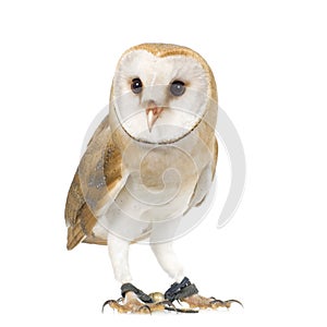 Common Barn Owl (4 mounths)