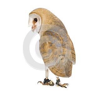 Common Barn Owl (4 mounths)