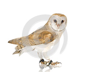 Common Barn Owl (4 mounths)