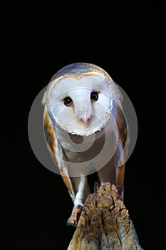 Common barn owl