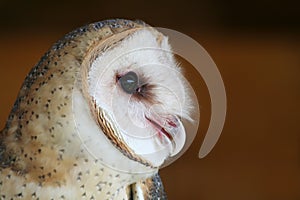 Common Barn Owl