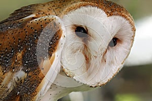 Common Barn Owl