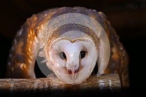 Common barn owl