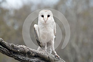 Common Barn Owl (Tyto alba)