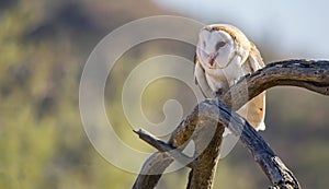 Common barn owl Tyto alba