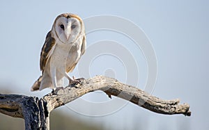 Common barn owl Tyto alba 2 photo