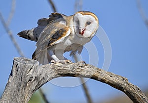 Common barn owl Tyto alba feeding on prey