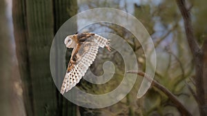 Common barn owl Tyto alba flying in daylight against Saguaro