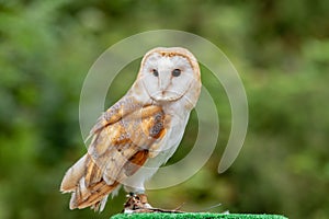 The Common Barn Owl, Tyto alba photo
