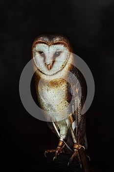 Common barn owl Tyto alba photo