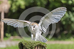Common barn owl Tyto alba photo