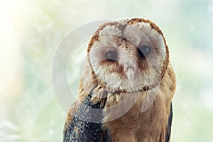 Common barn owl. Tyto alba, portrait close up