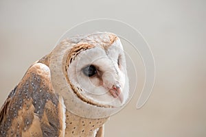Common barn owl ( Tyto albahead ) close up
