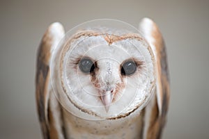 Common barn owl ( Tyto albahead ) close up