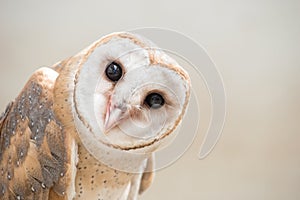 Common barn owl ( Tyto albahead ) close up photo