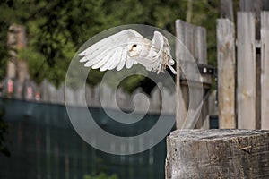 common barn owl Tyto albahead flying in a falconry birds of prey reproduction center