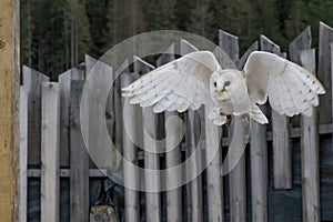 common barn owl Tyto albahead flying in a falconry birds of prey reproduction center