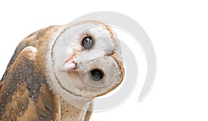 Common barn owl ( Tyto albahead ) isolated