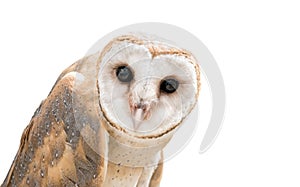 Common barn owl ( Tyto albahead ) isolated