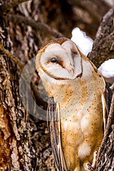 Common Barn Owl in Winter Setting