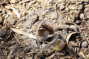 Common baron butterfly on the ground at Kuang Si Waterfalls