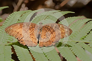 Common Baron butterfly - mud puddling .