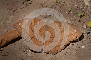 Common Baron butterfly - mud puddling .