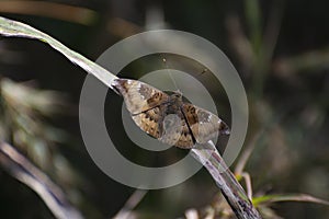 Common Baron Euthalia aconthea meridionalis Butterfly