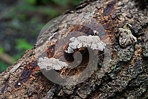 A common basidiomycete bracket fungus found on rotten wood