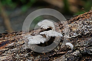 A common basidiomycete bracket fungus found on rotten wood photo