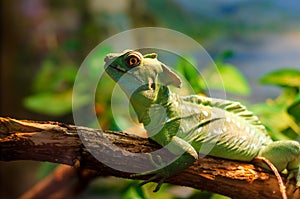 The common basilisk Basiliscus basiliscus is a species of lizard in the family Corytophanidae