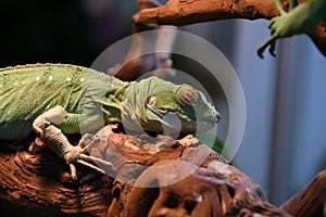 Common basilisk, or common basilisk Basiliscus Basiliscus LAT.
