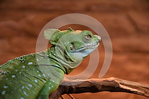 Common basilisk, or common basilisk Basiliscus Basiliscus LAT.