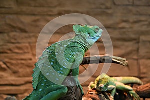 Common basilisk, or common basilisk Basiliscus Basiliscus LAT.