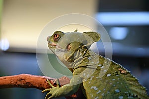 Common basilisk, or common basilisk Basiliscus Basiliscus LAT.