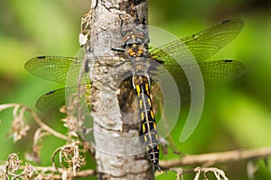 Spiny Baskettail Dragonfly - Epitheca spinigera