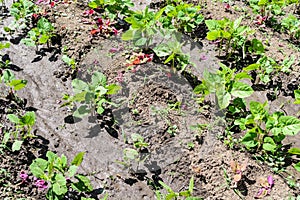 Common bean and few plants of Atriplex hortensis known as orache