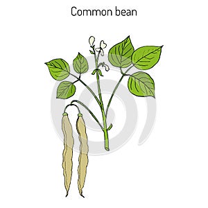 Common bean Phaseolus vulgaris