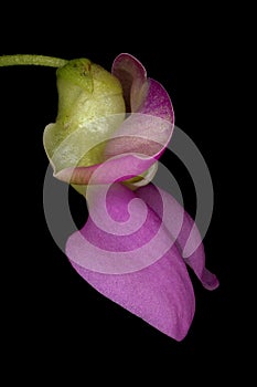 Common Bean (Phaseolus vulgaris). Flower Closeup
