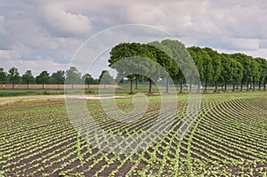 Common bean plants in curved rows